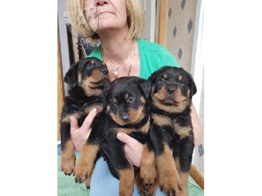Υγιεινά μικτά απορρίμματα Rottweilers